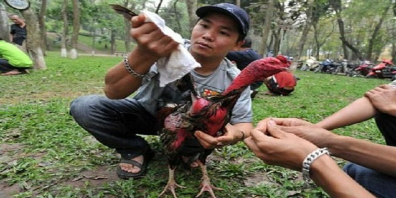 dung cu thuc hien cach lam nuoc cho ga choi